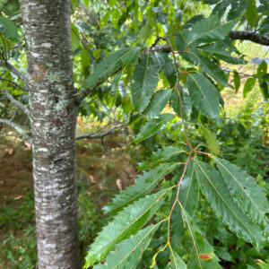 american chestnut (castanea dentata)