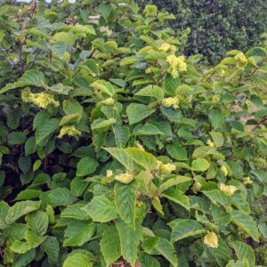 american hazelnut
