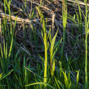 asparagus (asparagus officinalis)