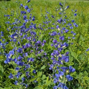 wild blue indigo (baptisia australis)