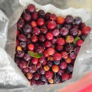 seeds