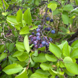 beach plum in fruit