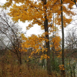 yellowbud hickory (carya cordiformis)