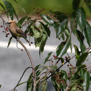 black cherry (prunus serotina)