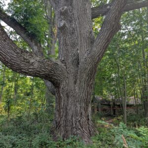 black walnut huge trunk