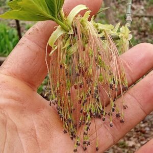 boxelder (acer negundo)