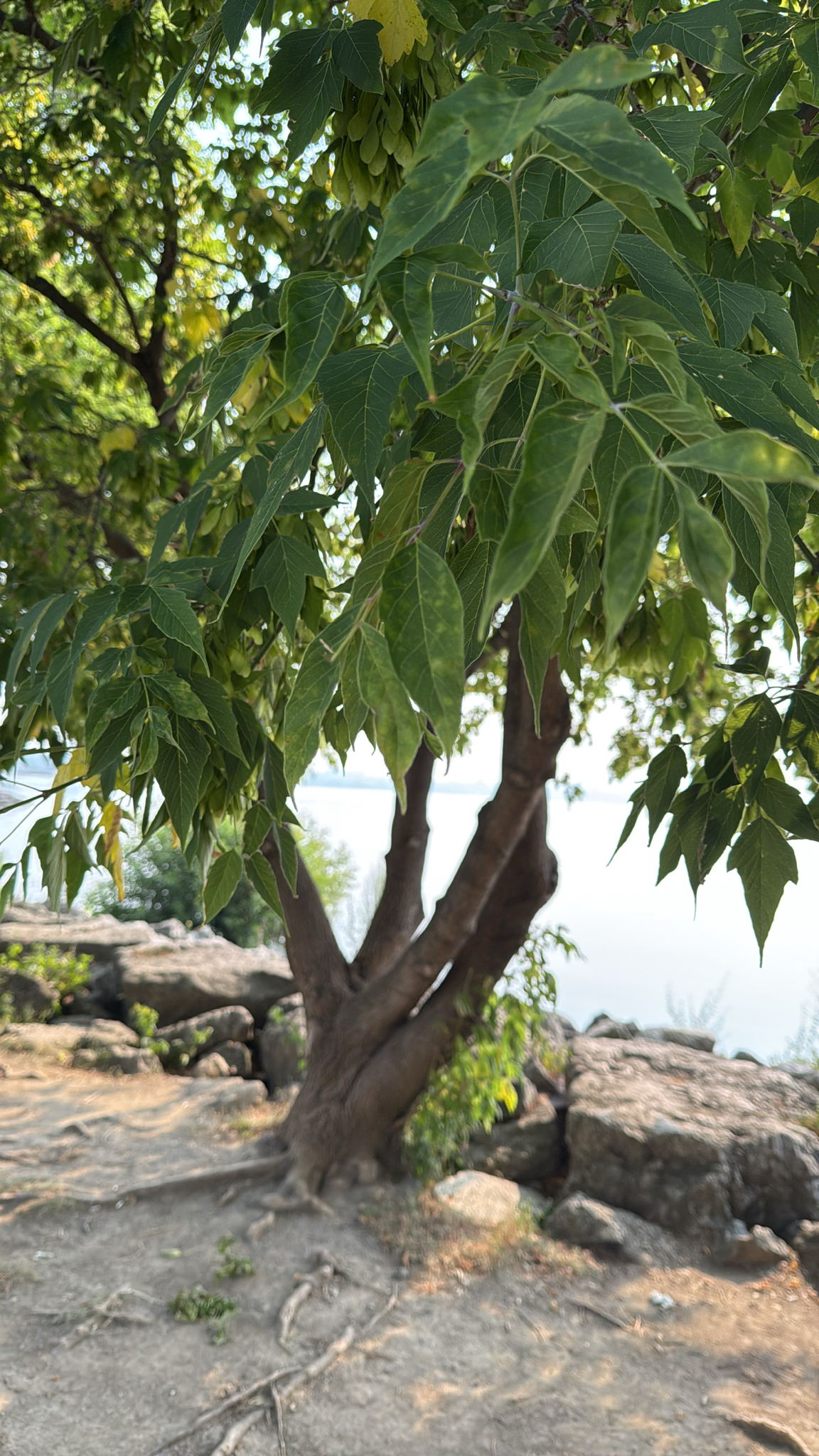 boxelder (acer negundo) - Mooncrater Nursery