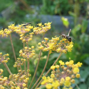 bronze fennel (foeniculum vulgare ‘purpureum’)
