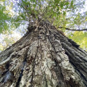 bur oak (quercus macrocarpa)