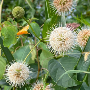 buttonbush (cephalanthus occidentalis)