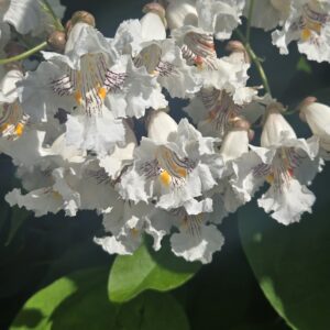 northern catalpa (catalpa speciosa)