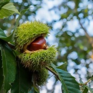 chinese timber chestnut (castanea mollissima)