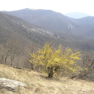 cornellian cherry, cornel tree, cornel wood