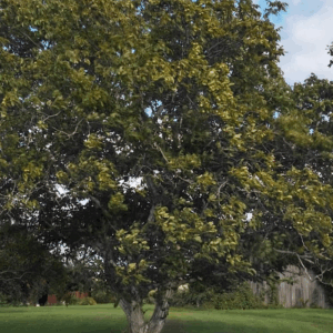 english walnut persian walnut carpathian walnut