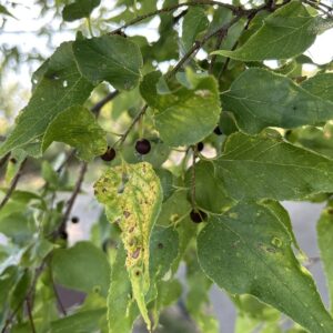 hackberry (celtis occidentalis)