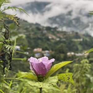 rose of sharon (hibiscus syriacus)