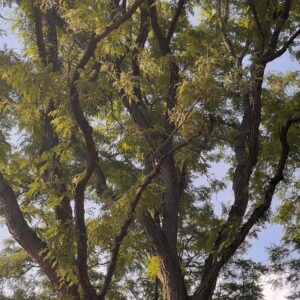 honey locust (gleditsia triacanthos)