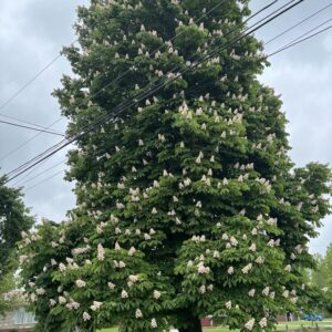 horse chestnut (aesculus hippocastanum)