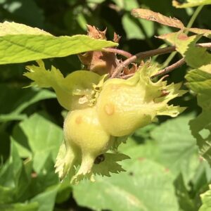 hybrid hazelnuts (corylus spp. complex)