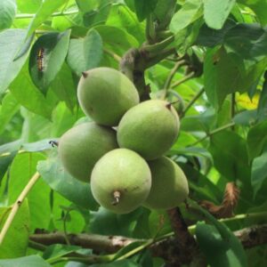 japanese walnut (juglans ailantifolia var. cordiformis)