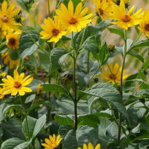 jerusalem artichokes, sunchokes, helianthus tuberosa