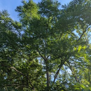 kentucky coffeetree (gymnocladus dioicus)