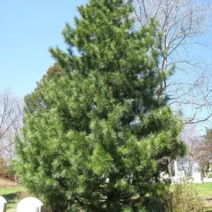 korean nut pine (pinus koraiensis)