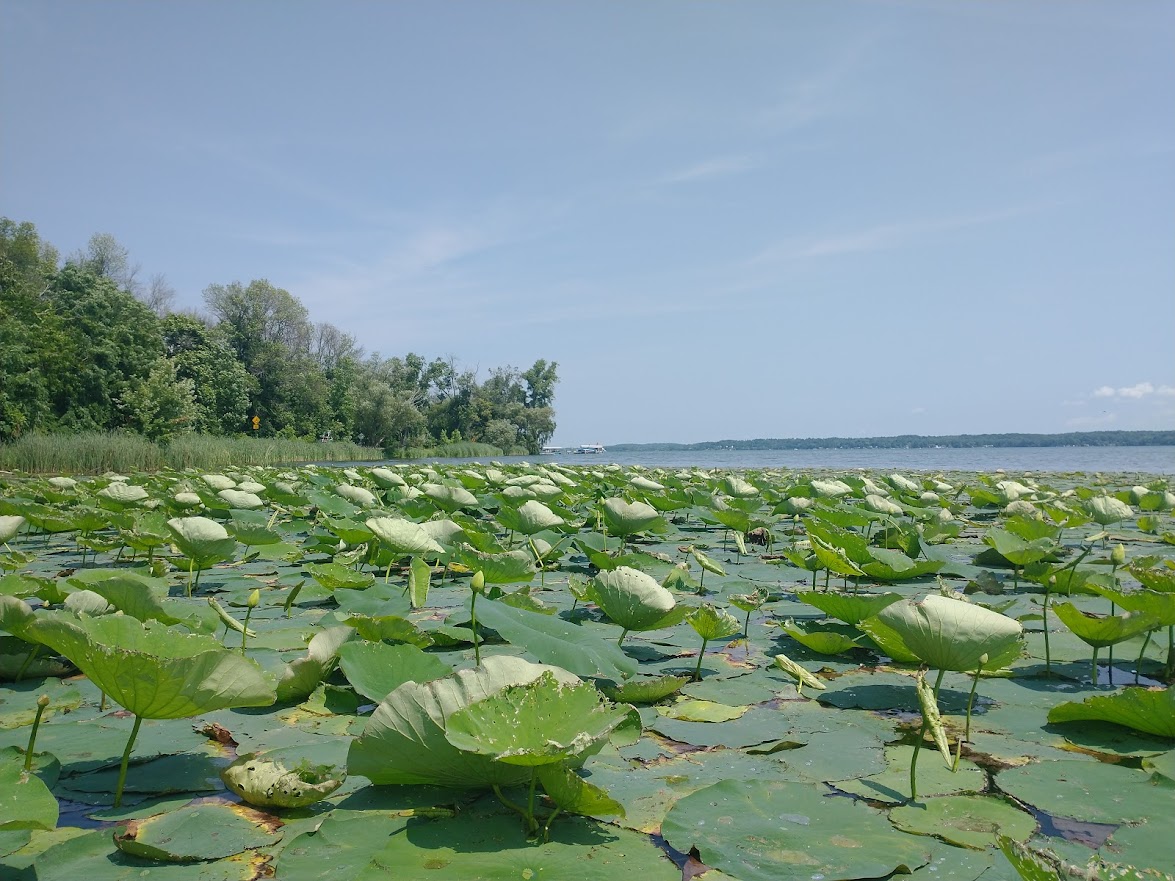 american lotus (nelumbo lutea) - Mooncrater Nursery