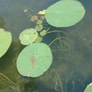 aquatic