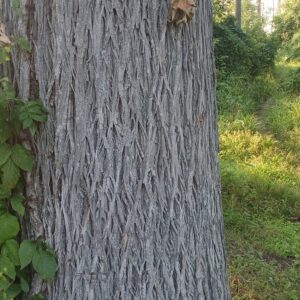 mockernut carya tomentosa