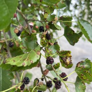 mulberry (morus alba × rubra hybrids)