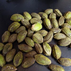 northern hardy pecan (carya illinoinensis)