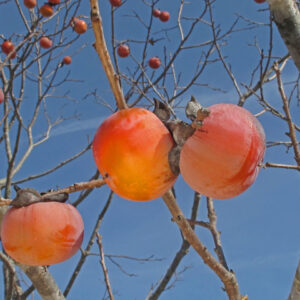 american persimmon (diospyros virginiana)