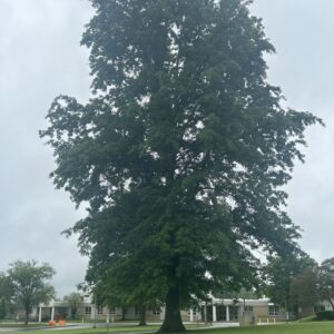 pin oak (quercus palustris)