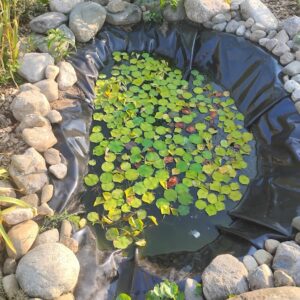 lotus production pool american lotus nelumbo lutea