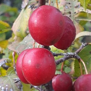 canadian plum (prunus nigra)
