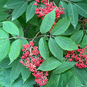 red-berried elder (sambucus racemosa)