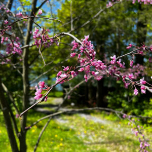 shrub