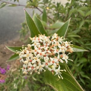 red-twig dogwood (cornus sericea)