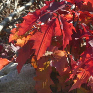 northern red oak (quercus rubra)