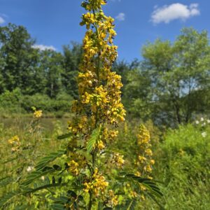 american senna