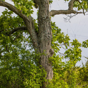 shagbark hickory (carya ovata)