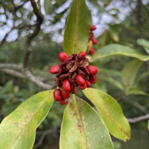sweetbay magnolia (magnolia virginiana)