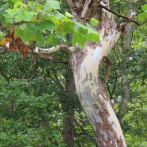 american sycamore (platanus occidentalis)
