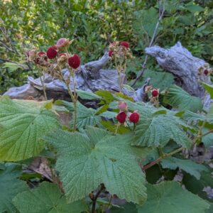 thimbleberry (rubus parviflorus)
