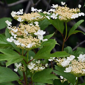 american cranberrybush viburnum (viburnum trilobum)
