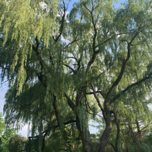 weeping willow