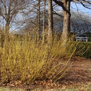 yellow-twig dogwood (variegated form) (cornus sericea)