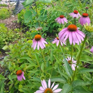 coneflower (echinacea purperea)