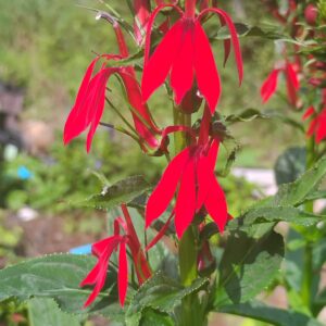 cardinal flower (lobelia cardinalis)